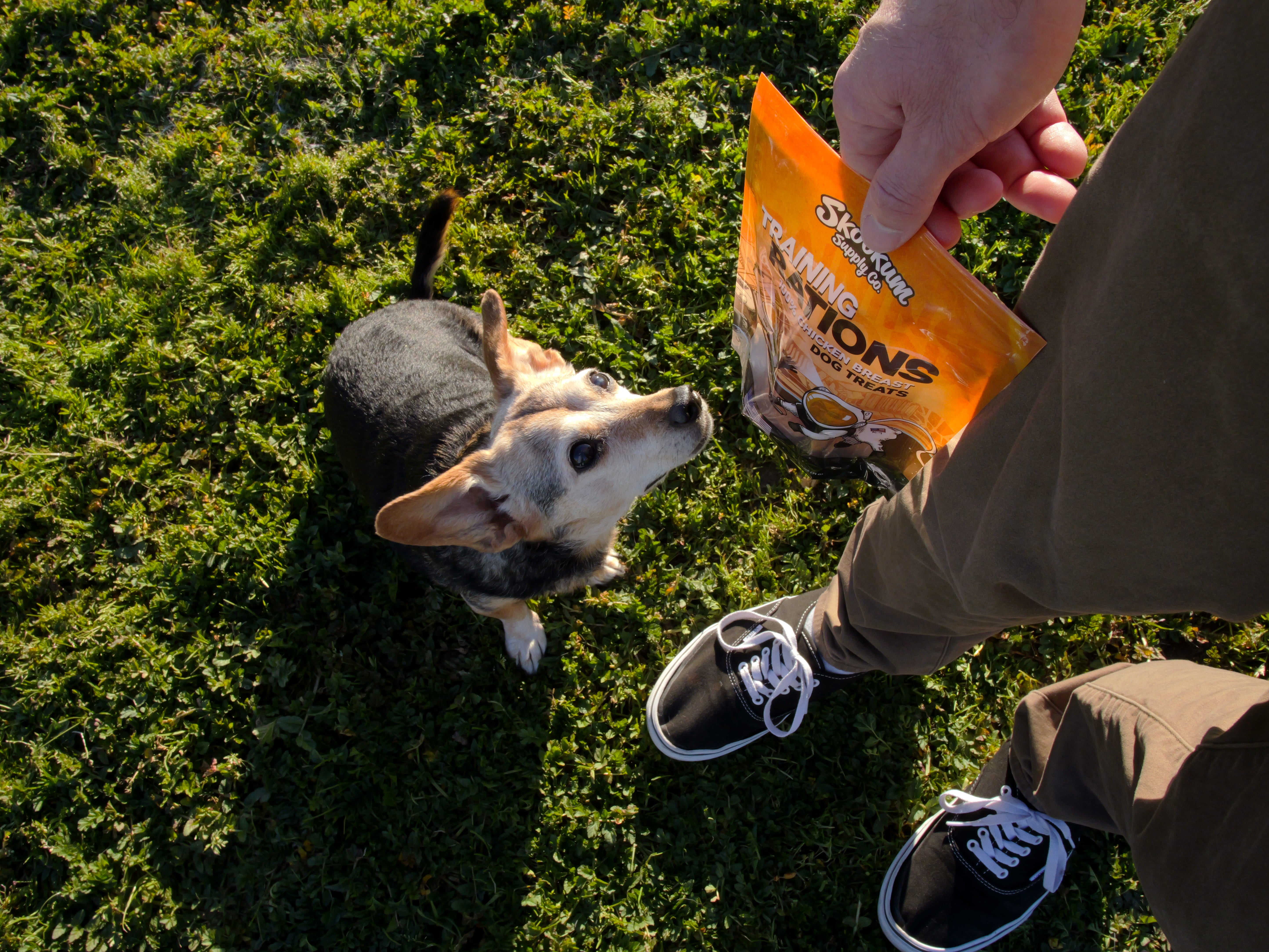 Person holding a bag of dog treats for a small dog on grass